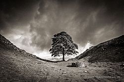 Sycamore Gap, Northumberland, May 2011