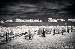 Vineyard, Hawke's Bay