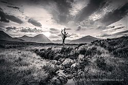 Lone tree on Rannoch Moor, Highland